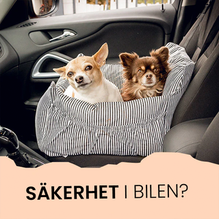 Säker transport av din hund i bilen - Praktiska tips